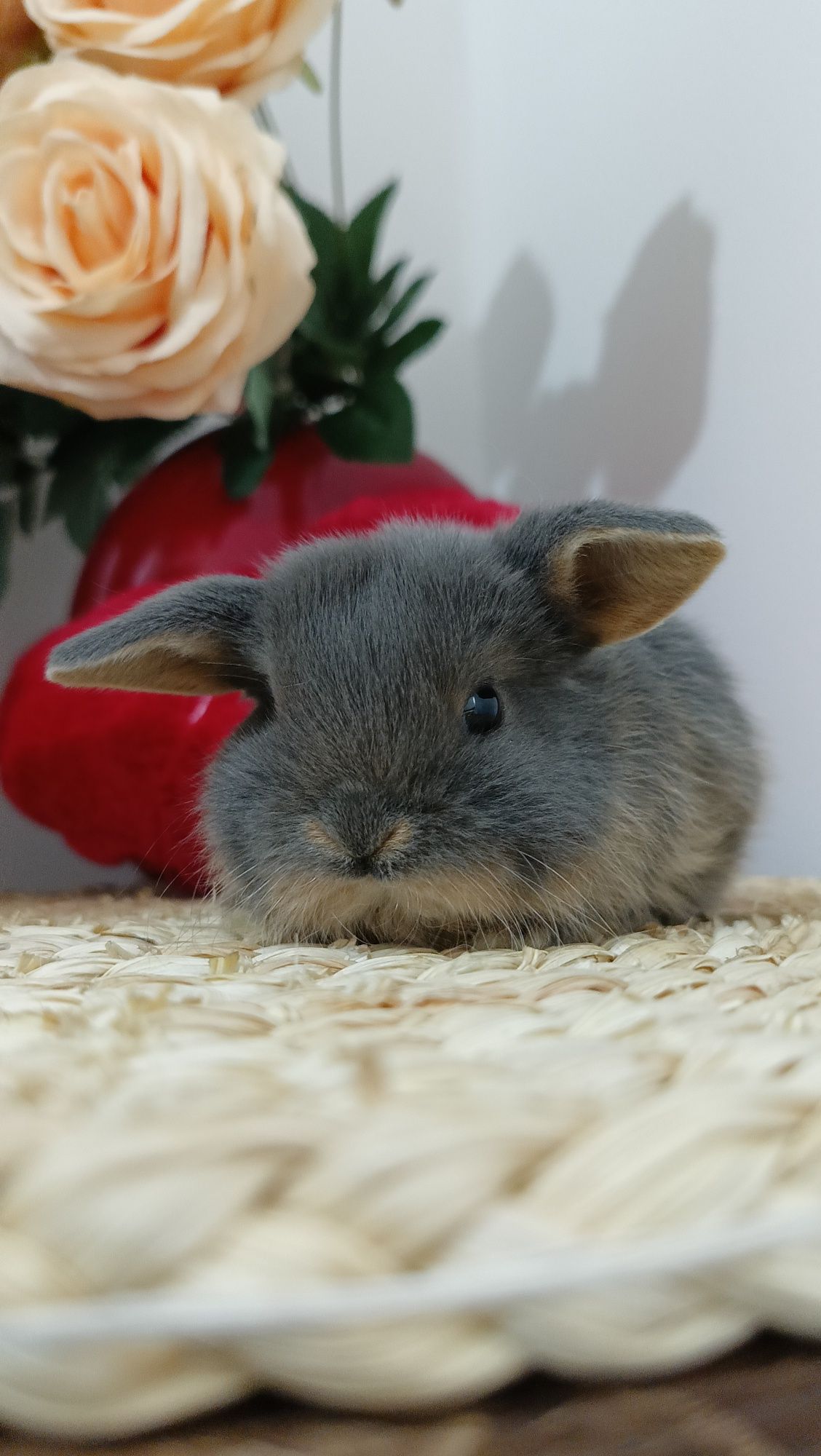 Mini lop króliki karzełek miniaturka baranek hodowla