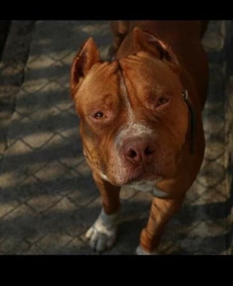 Цуценята амстаффа