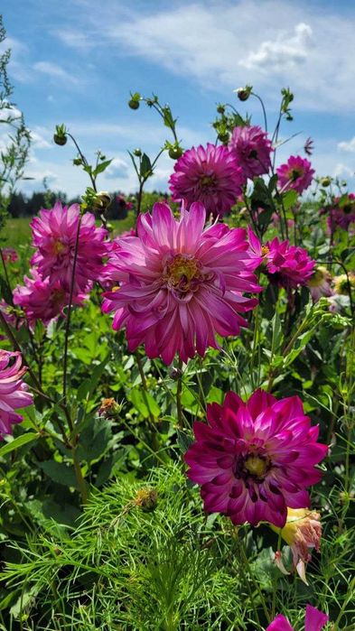 Садженці  жоржин