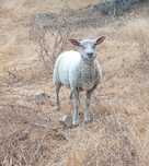Borrego cruzado Charolês x Suffolk