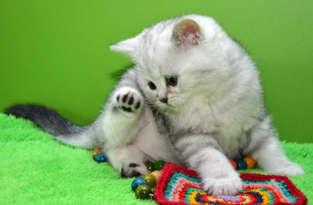 Котята шотландские прямоушки