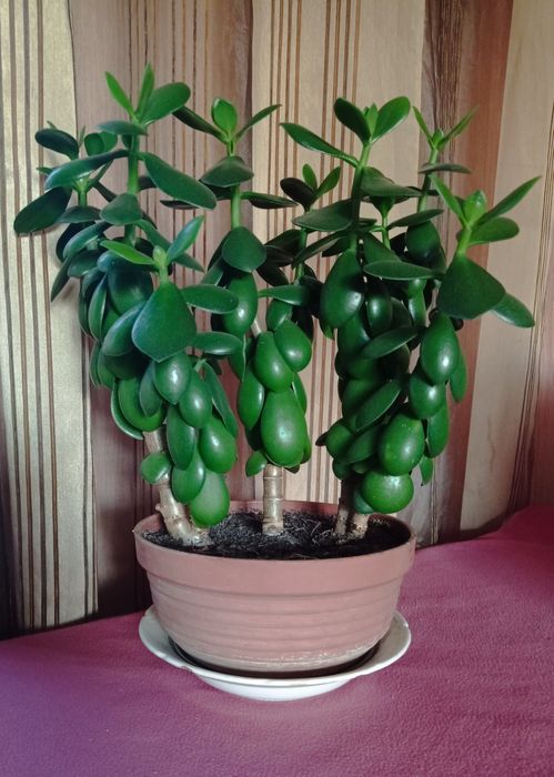 Денежное дерево, толстянка