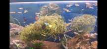 Guppys coloridos