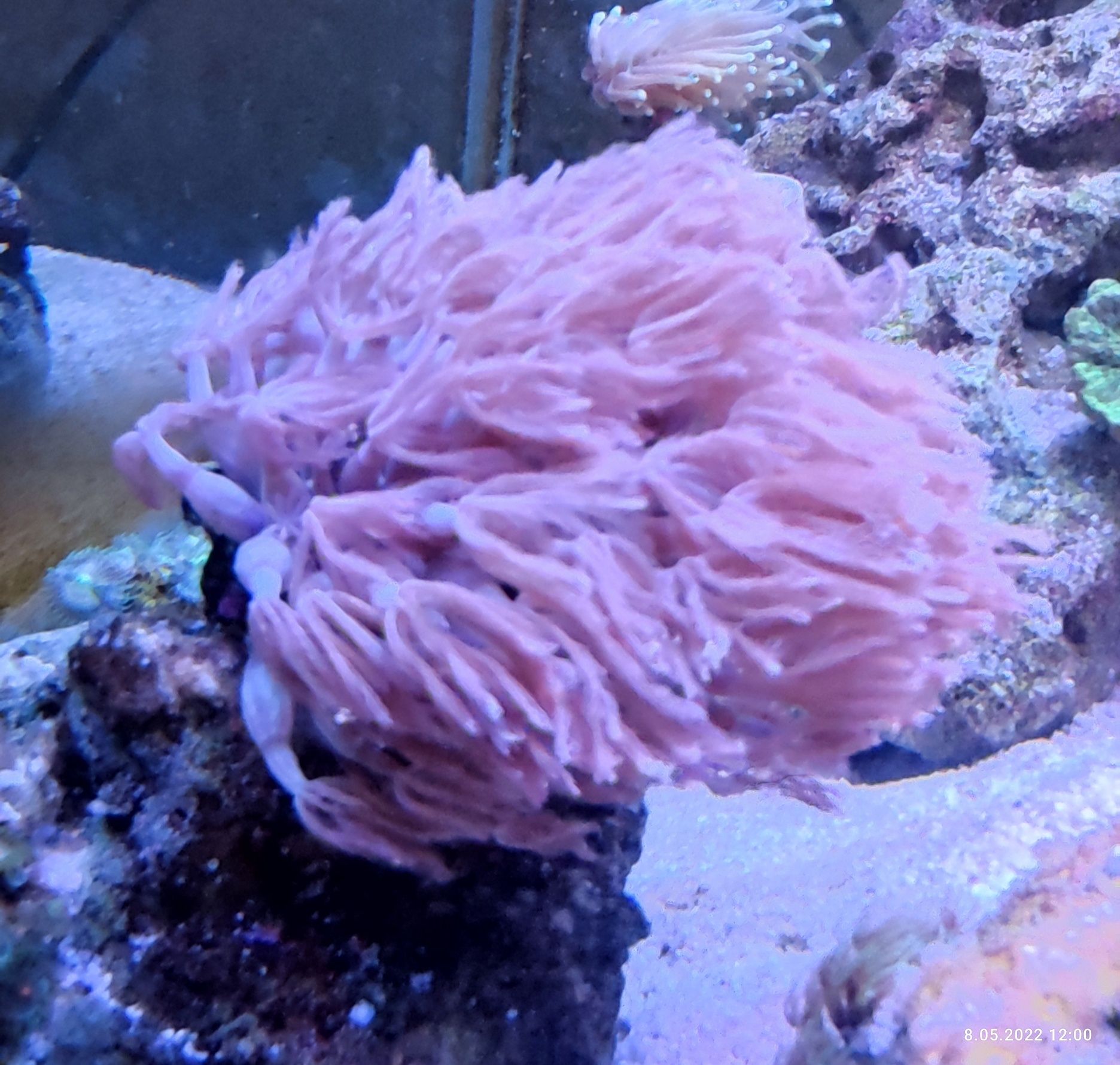 Anthelia piękny koralowiec dla początkujących