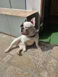 Da se  buldogue  francês  para adoção