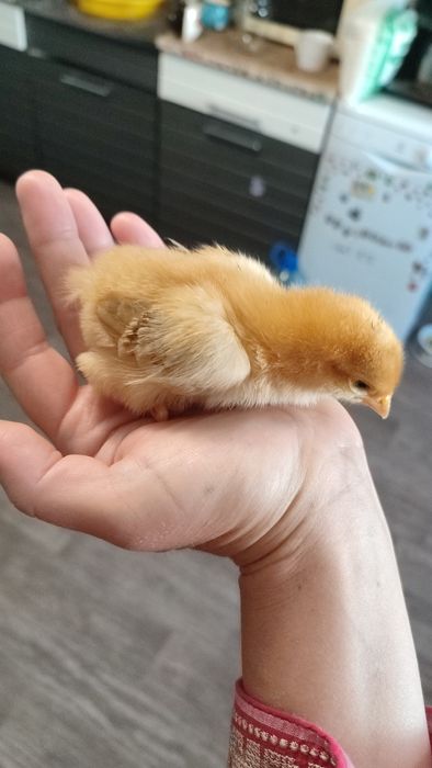 Курчата продаються