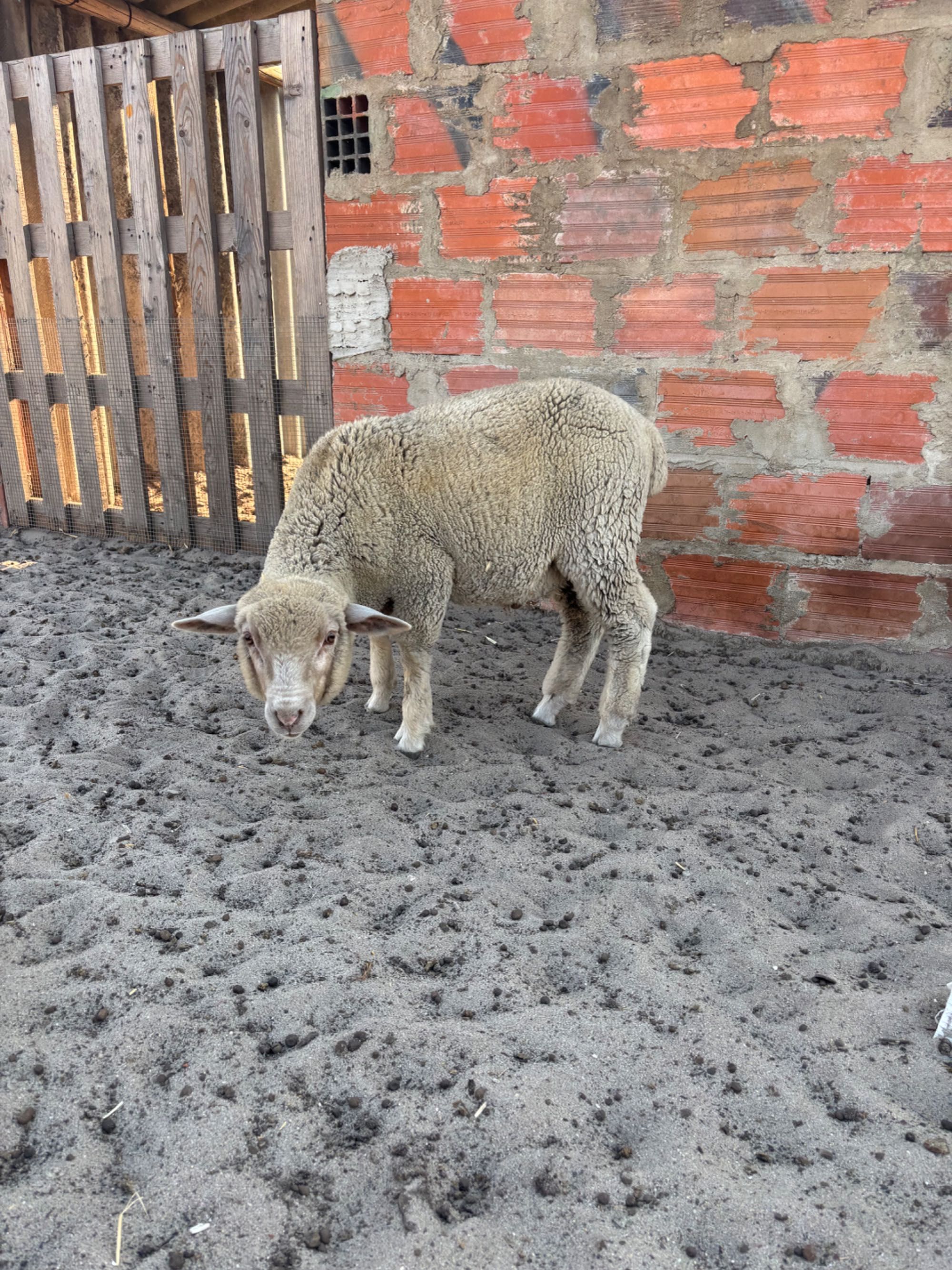 Borrego cruzado macho