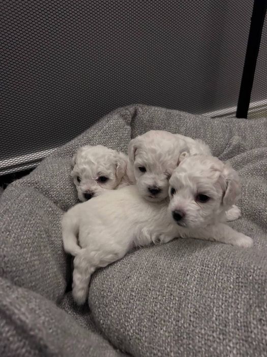 В'язка бішон фрізе