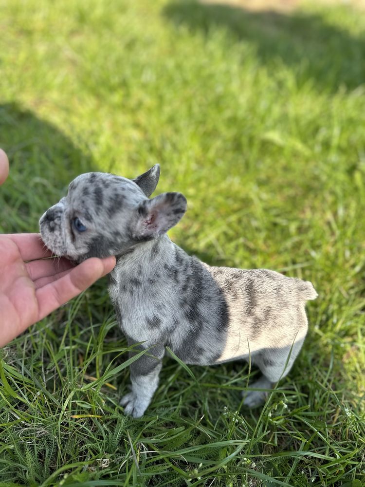 Piekna suczka blue merle gotowa do nowego domku