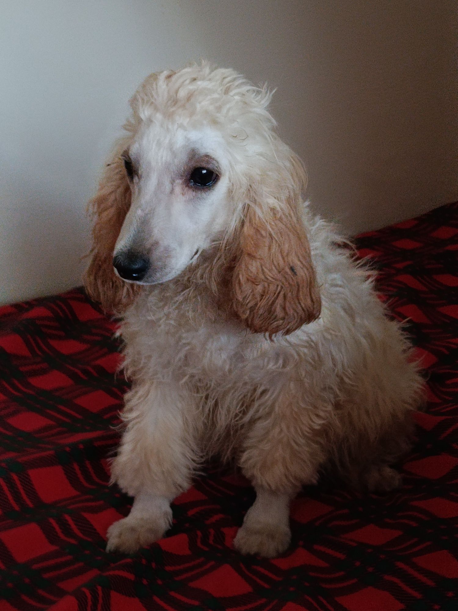 Cockapoo Piękny Chłopczyk