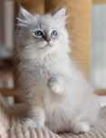 dziewczynka Ragdoll