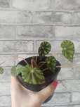 Begonia królewska Rex Frog Master, piękna!
