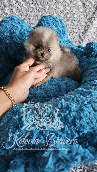 Piesek Szpic miniaturowy/ Pomeranian PASZPORT!!