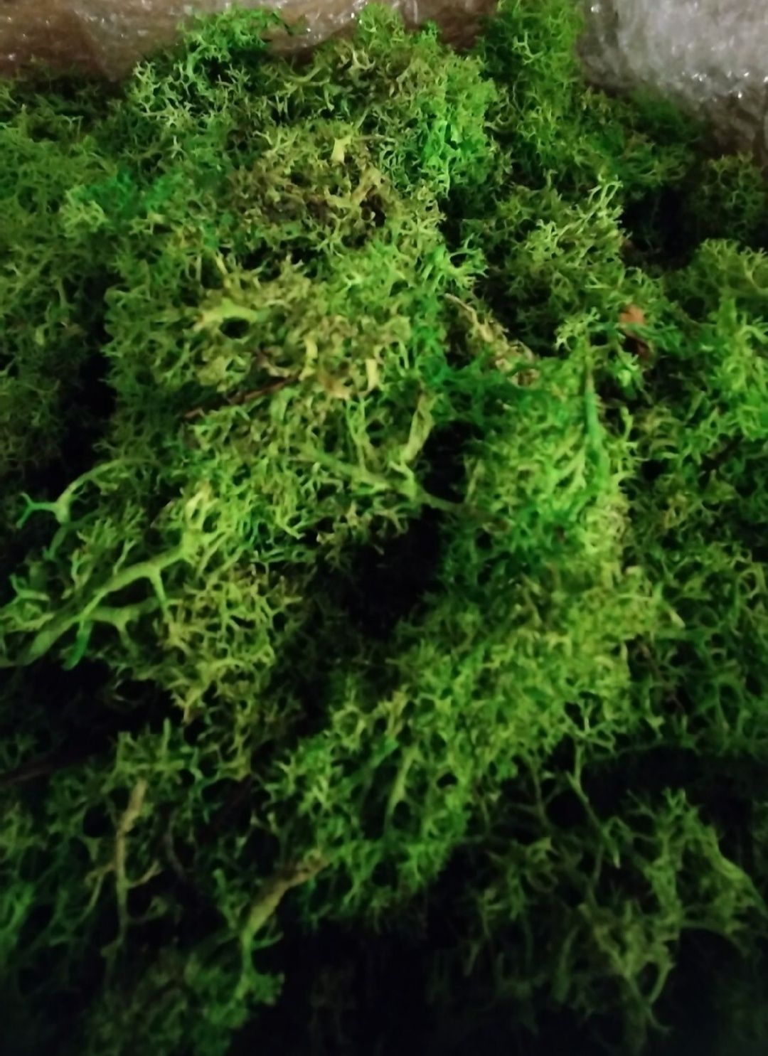 Duża paczka 400g MECH CHROBOTEK reniferowy zielony