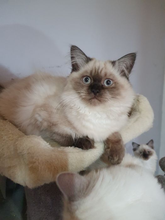 Kocurek długowłosy czekoladowy point