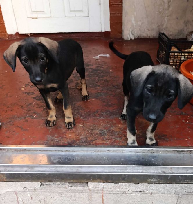 Собачки шукають дім