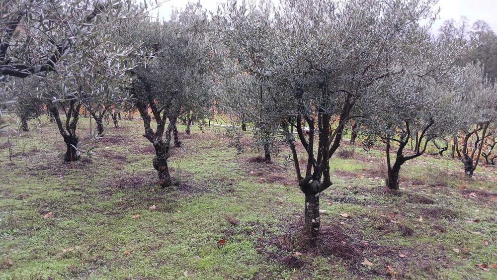 Oliveiras decorativas