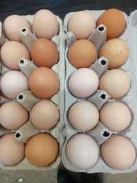 Świerże jaja wiejskie, kury z wolnego wybiegu