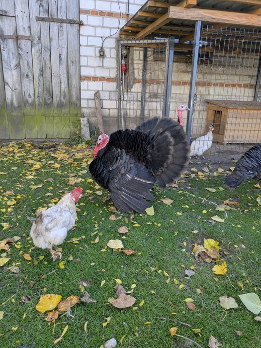 indyki perliczki koguty leghorn