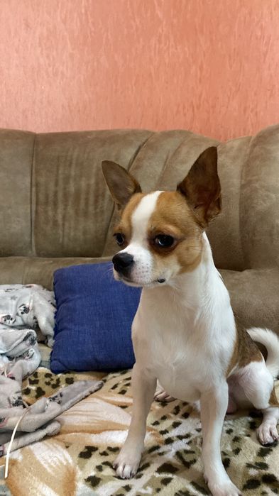 Вязка чихуахуа кобель