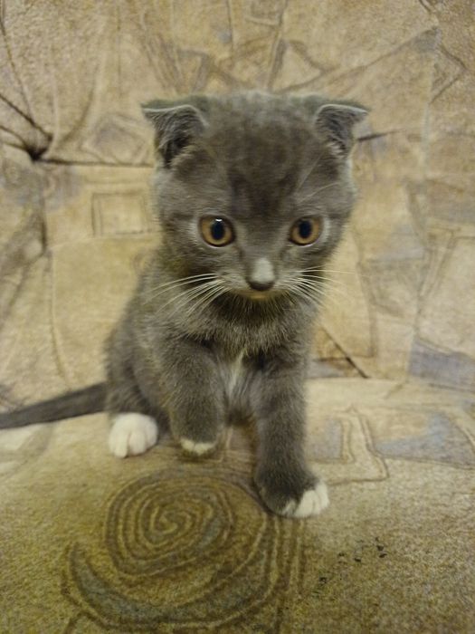 Віддам кошенят дівчинка і 3 хлопчика у добрі руки