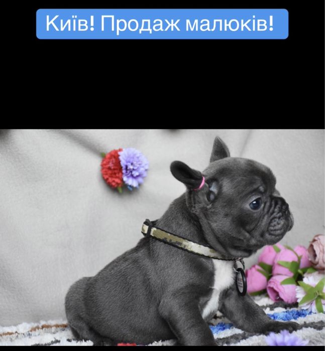 Голубые мини фоанцузики в Киеве