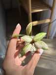 Hoya Hoja Walliniana variegata - ukorzeniona, rosnąca