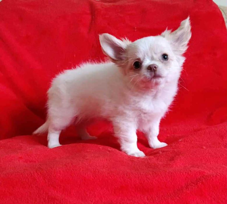 Piękna księżniczka długowłosa dziewczynka Chihuahua . Rodowod FCI