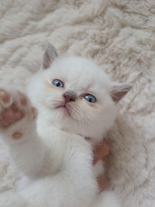 Brytyjski kocurek point