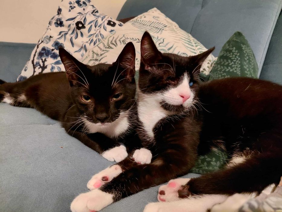 piękne kociaki do oddania w odpowiedzialne rece