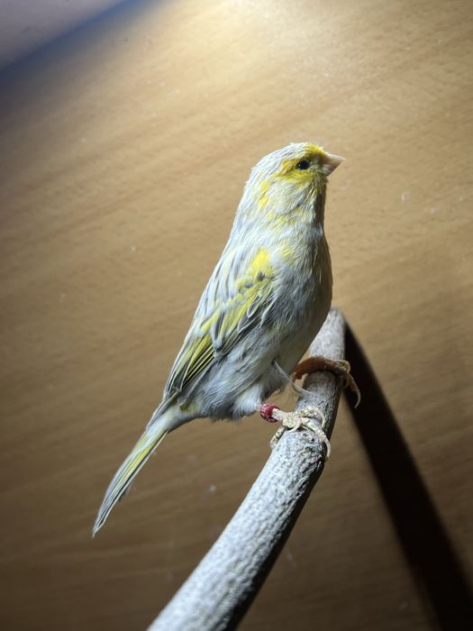 Kanarek Agat opal mozaika żółta