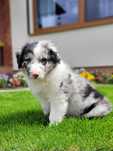 Border Collie Piesek Blue-Merle Zaprasza