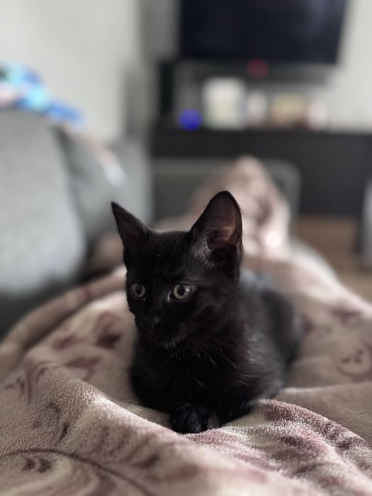 Kotka szuka nowego domu, usamodzielniona.