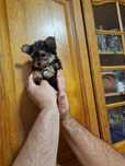 Yorkshire terrier Super miniatura