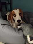 Pies, suczka beagle