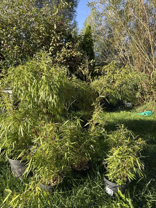 WYPRZEDAŻ Bambus fargesia rufa, Pseudosasa Japonica taras do ogrodu