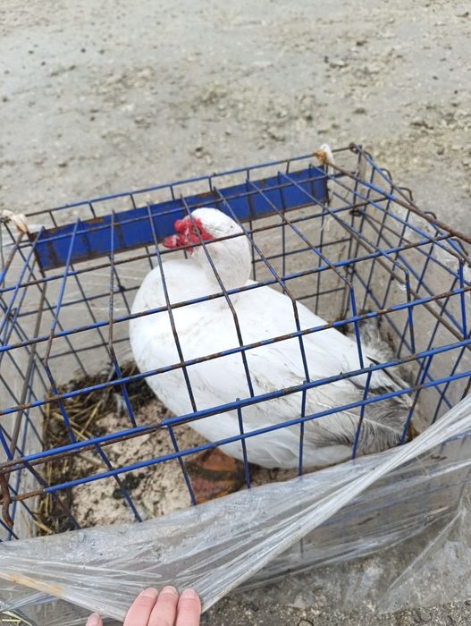 Качур шипун, білого окрасу