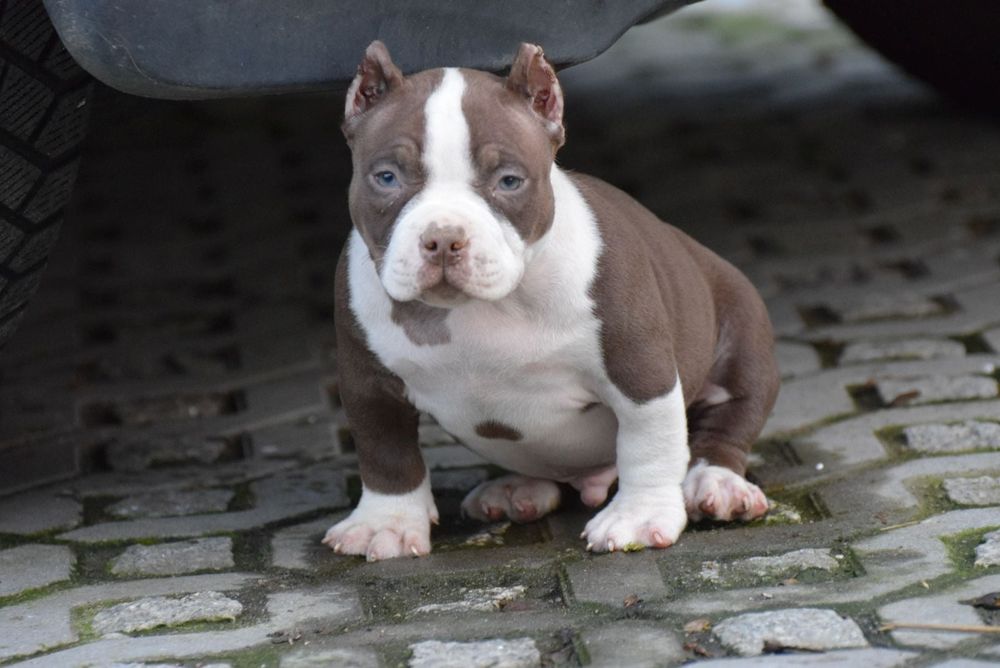 American bully samiec ABKC nie amtaff pitbull