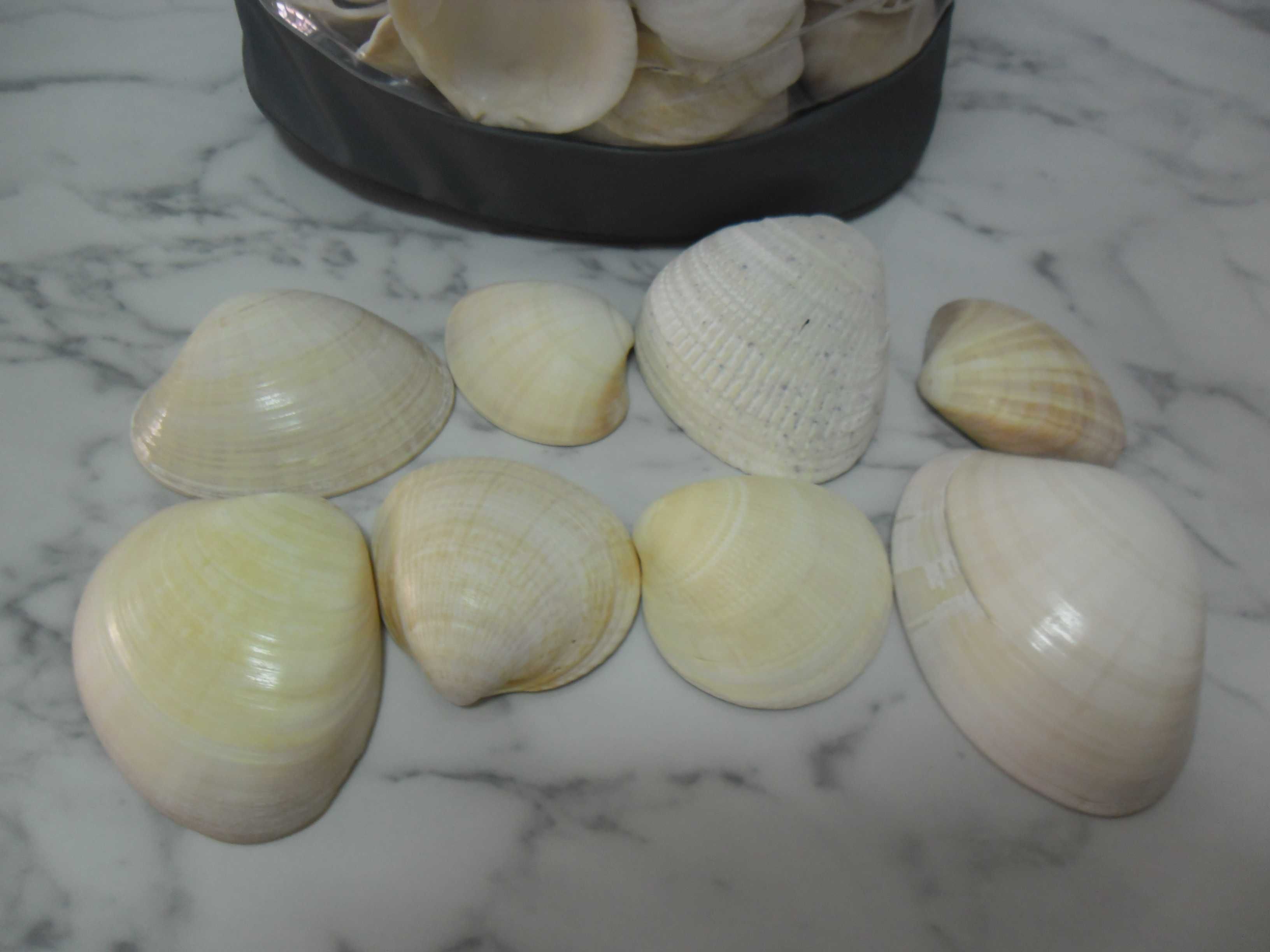 Bolsa cheia de conchas