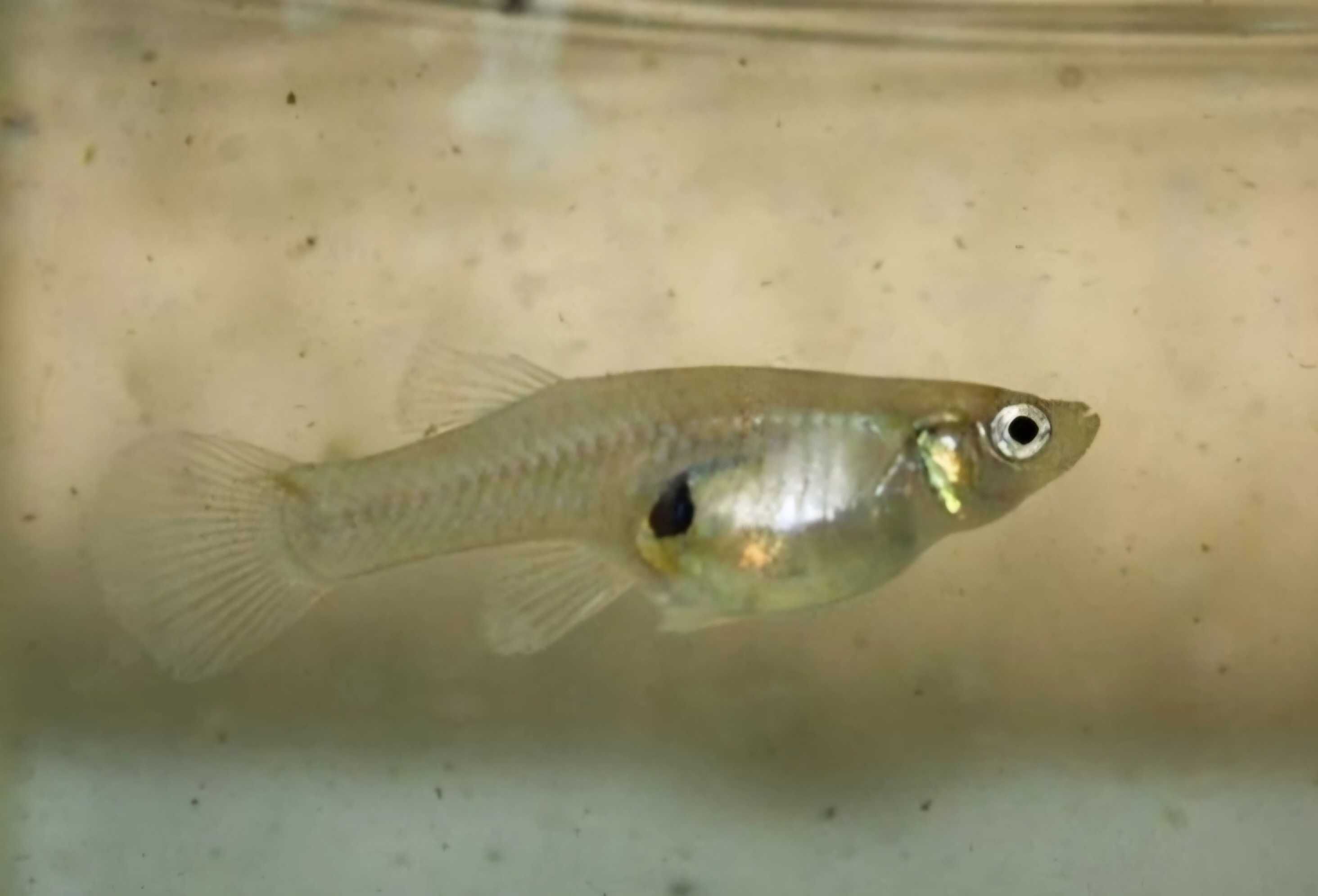 Grande Oportunidade- ultimas femeas guppys