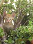 Gatinhos para adoção