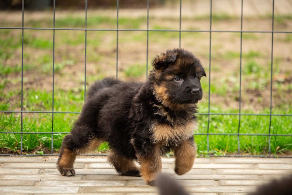 Owczarek niemiecki długowłosy – wyjątkowe szczenię