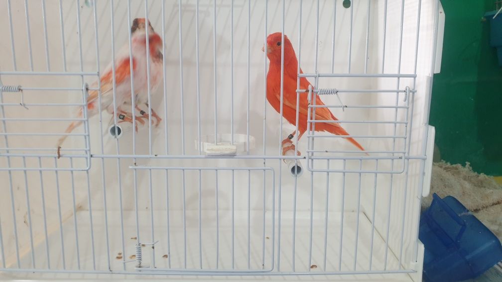 Canarios mosaicos