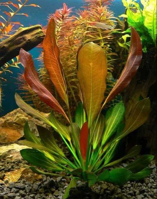 Echinodorus Beauty Red - Roślina do akwarium