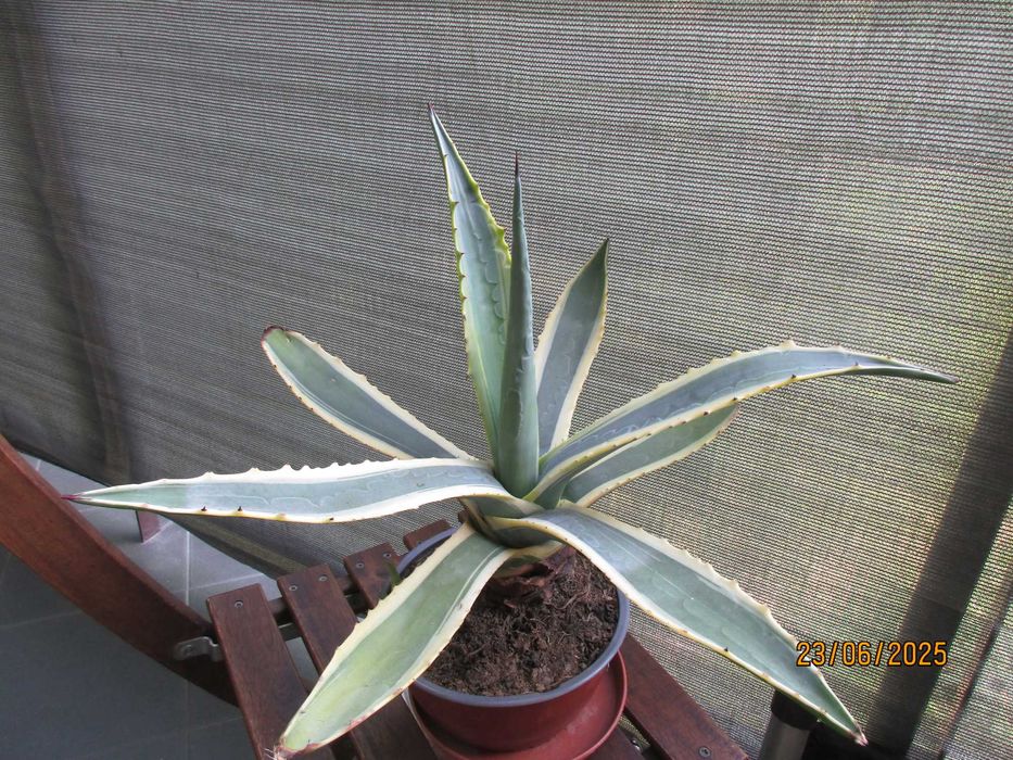 Kaktusy Agawa -  piękne -  polecam 3 rodzaje