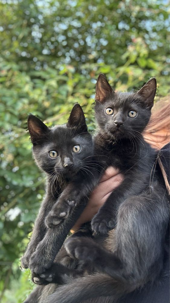 Котята черные ,игривые