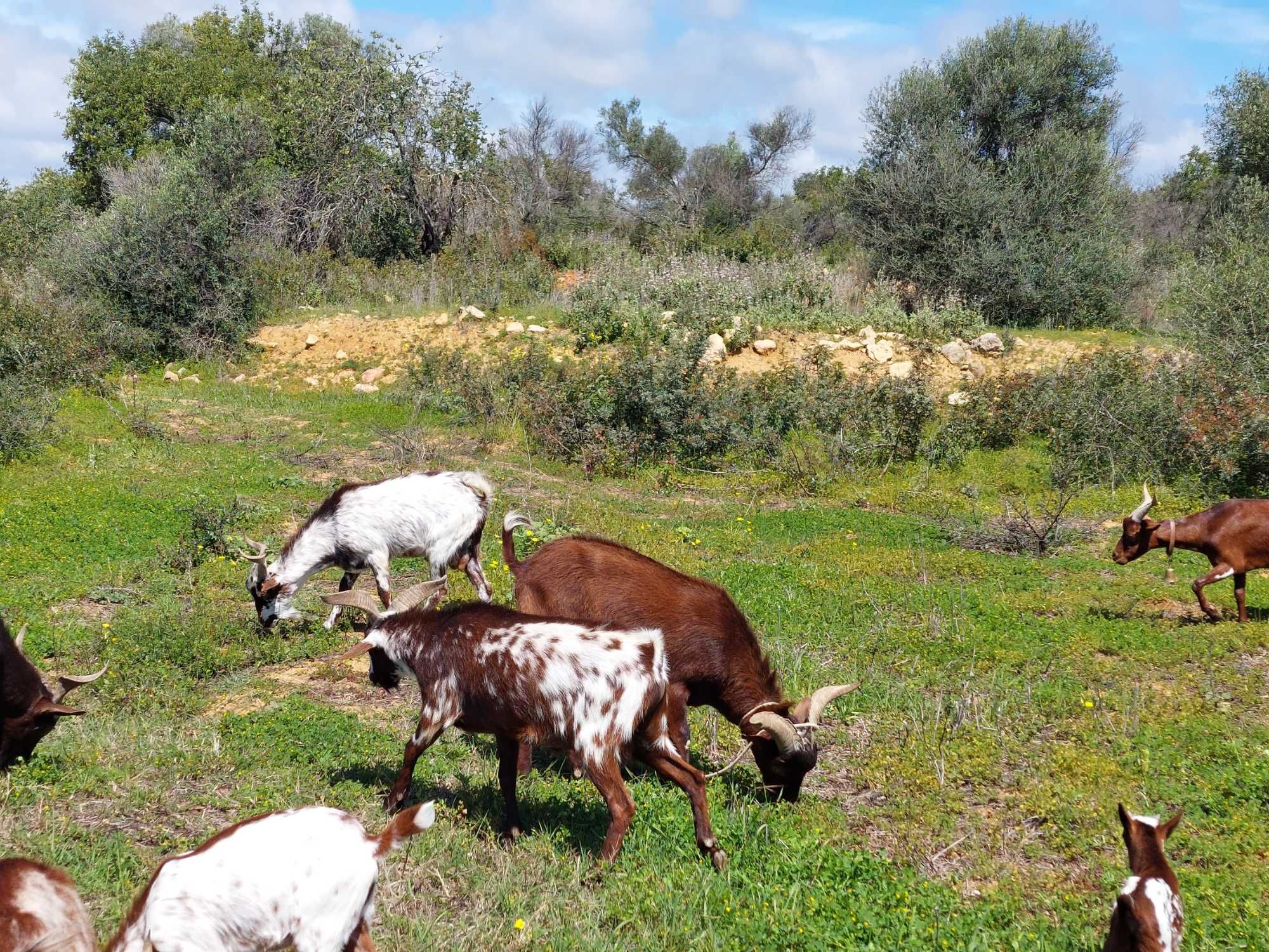 Cabras Algarvias