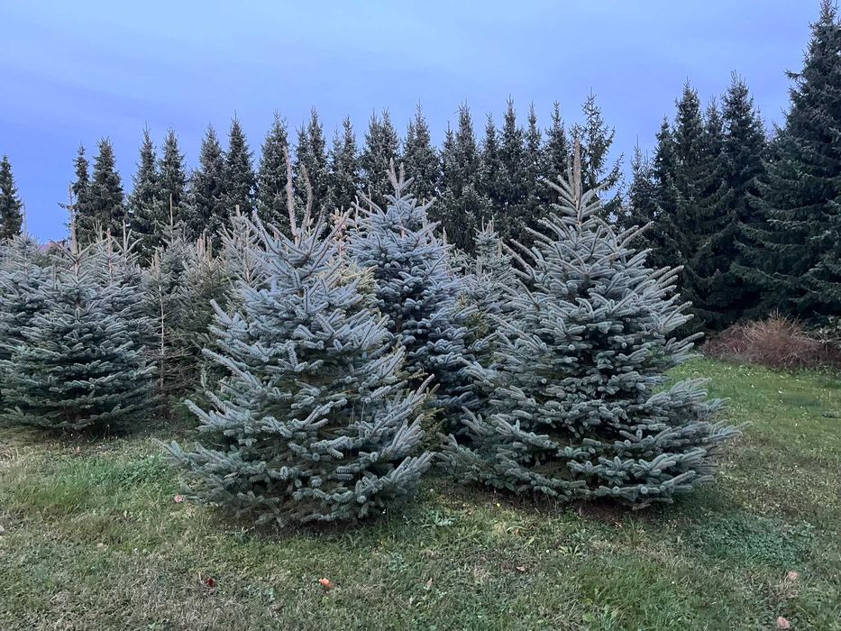 Świerki, choinki z przydomowej plantacji. Hurt