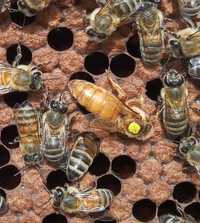 Бджоломатки Бакфаст 2023 року,
