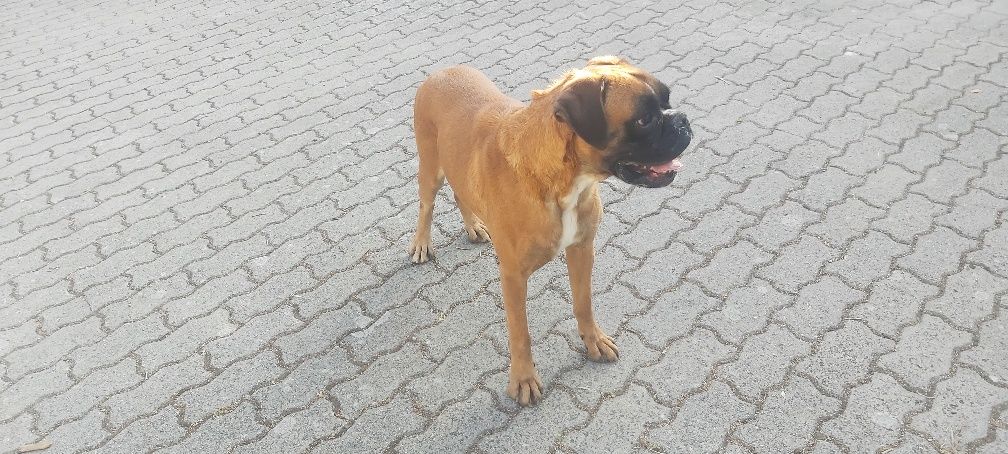 Boxer com lop fêmea